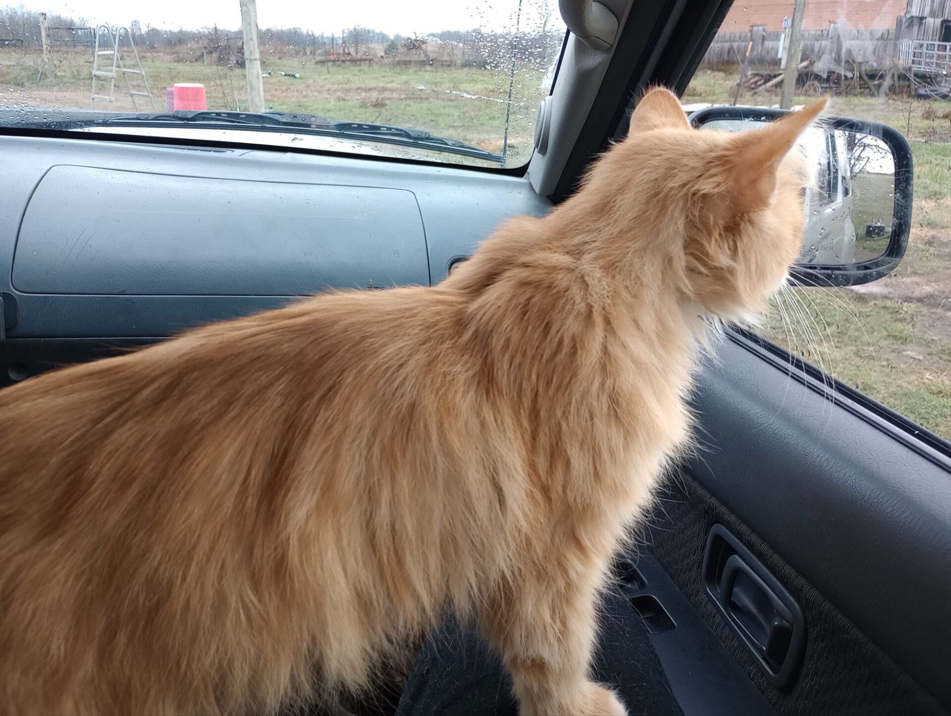 The Cats Made Me Do It!!!