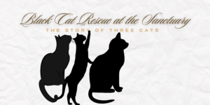 Black Cat Rescue at the Sanctuary