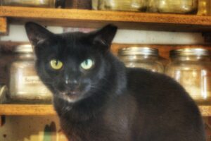 The Story of a Little Black Wonder Midnight’s Story