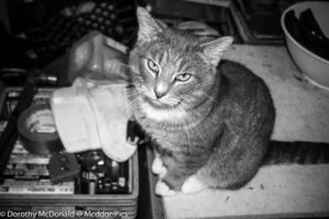 Where There’s Smoke, There’s Cat