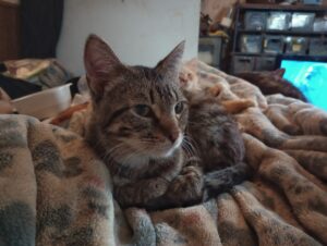 Unleashing the Secrets of Cat Care: 5 Mind-Blowing Tips You Need to Know