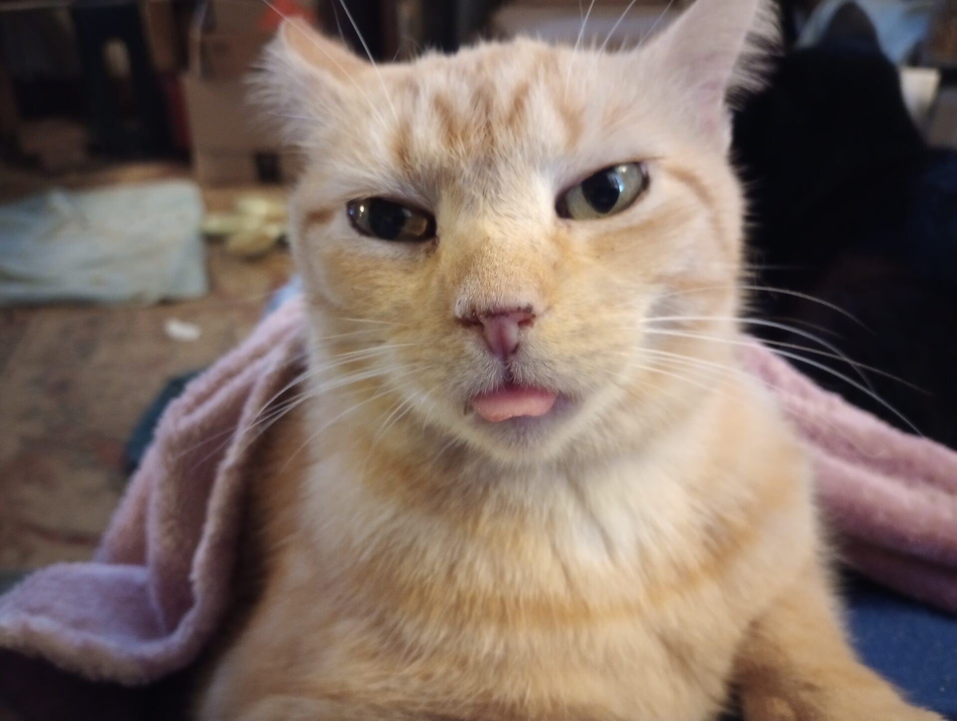 Alpha Queen Donna Noble