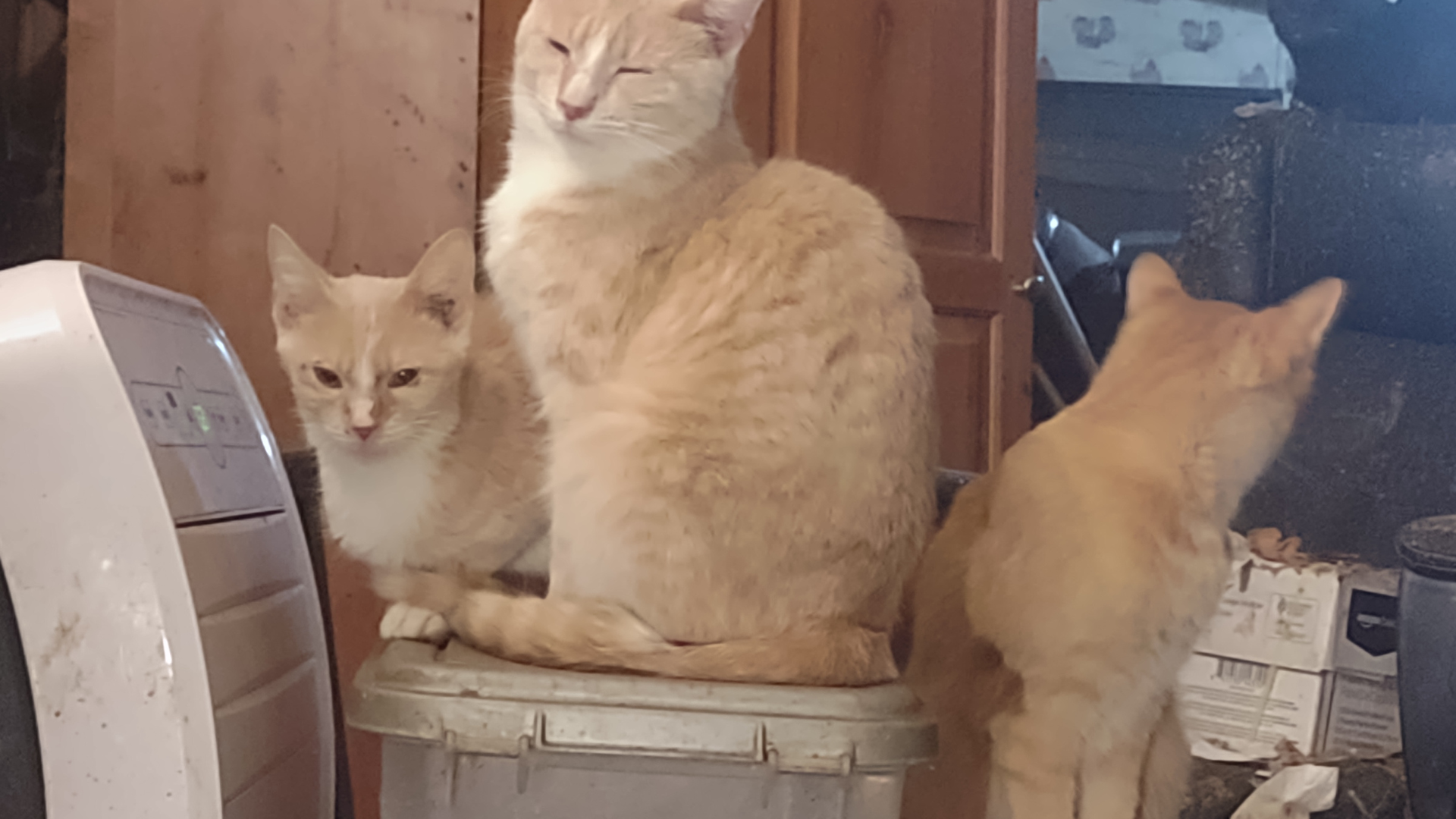 Alpha King Bartholomew Barnaby, Louise Armstong, and Thomas O'Malley
